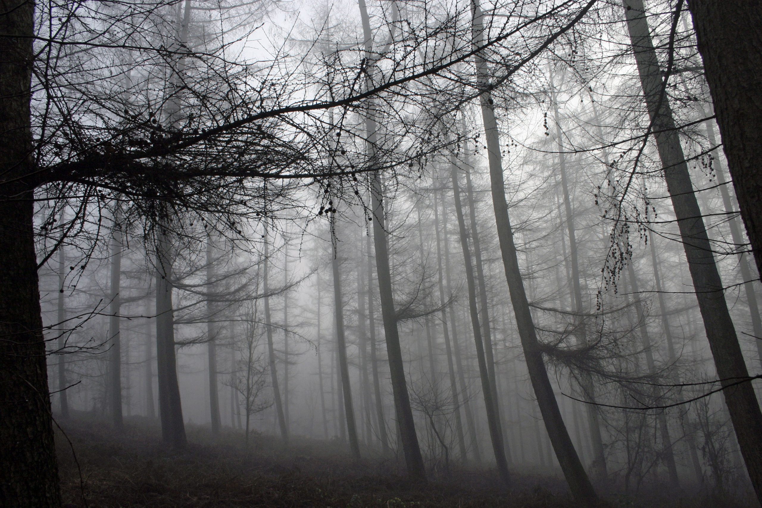 foggy-forest-4-1535138