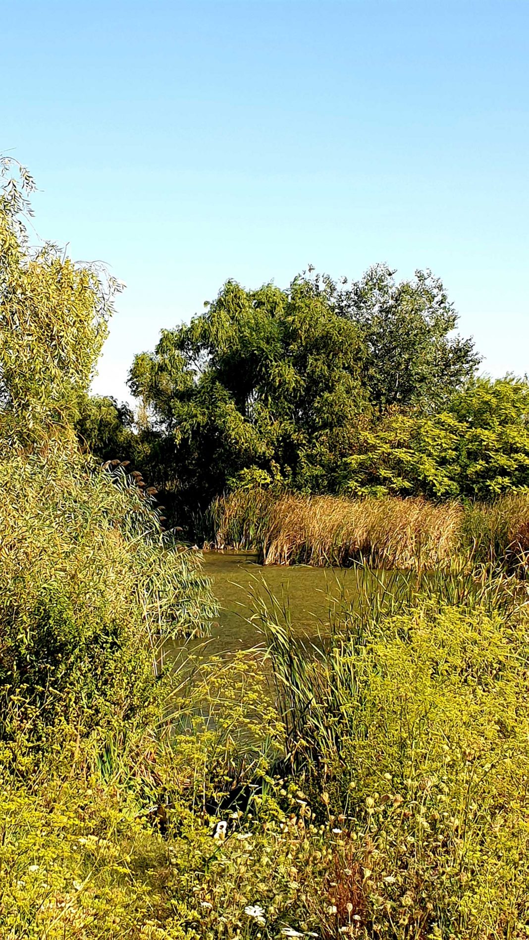 Foto 7 - Delta Văcărești © foto Peter Sragher