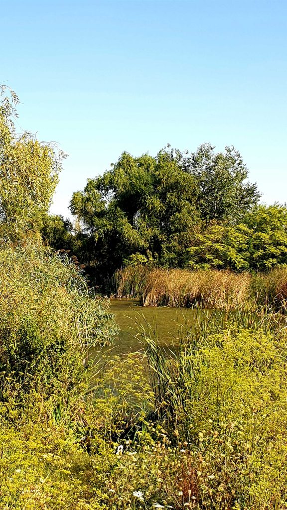 Foto 7 - Delta Văcărești © foto Peter Sragher
