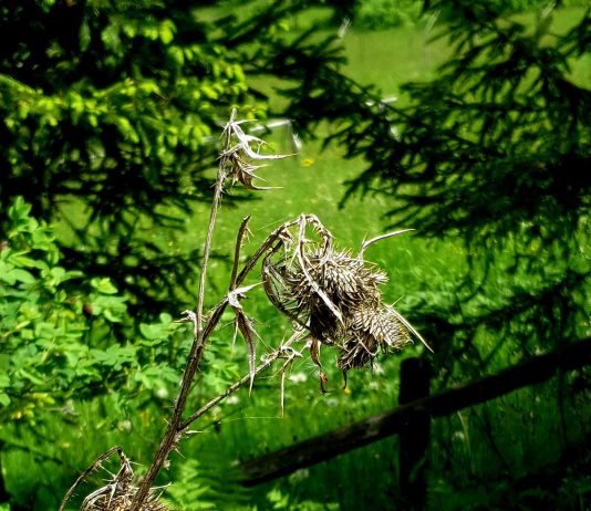 Ciulin uscat © foto Peter Sragher