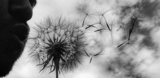 Bărbat cu păpădie © foto Dan Ciupureanu