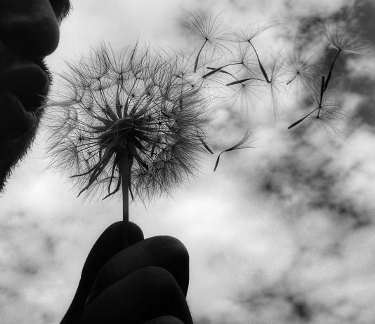 Bărbat cu păpădie © foto Dan Ciupureanu