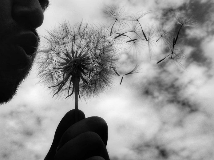 Bărbat cu păpădie © foto Dan Ciupureanu